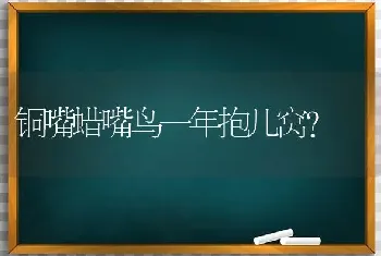 铜嘴蜡嘴鸟一年抱几窝？