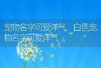 宠物名字可爱洋气，白色宠物名字可爱洋气