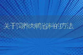 关于饲养肉鸭省料的方法