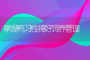 掌握鸭习性搞好饲养管理