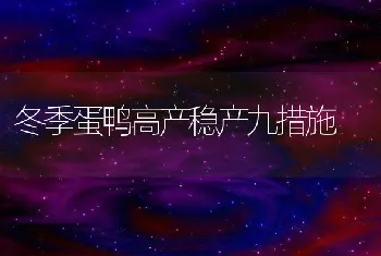 冬季蛋鸭高产稳产九措施