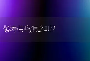 给萨摩洗完澡可以不吹干吗？