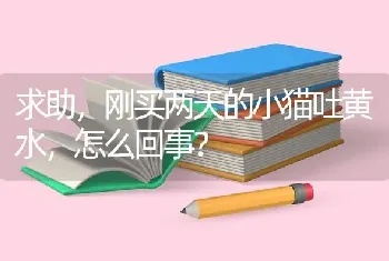 求助，刚买两天的小猫吐黄水，怎么回事？