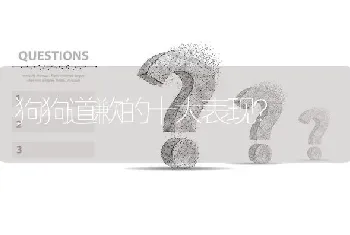 狗狗道歉的十大表现？