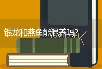 银龙和燕鱼能混养吗？