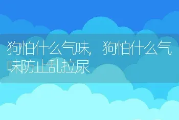 狗怕什么气味，狗怕什么气味防止乱拉尿