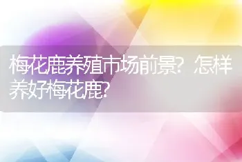 梅花鹿养殖市场前景?怎样养好梅花鹿?