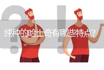 纯种的哈士奇有哪些特点？