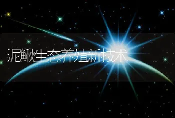 泥鳅生态养殖新技术