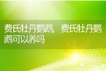 费氏牡丹鹦鹉，费氏牡丹鹦鹉可以养吗