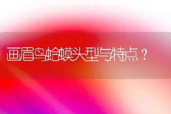 画眉鸟蛤蟆头型与特点？