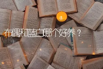 布偶和蓝白哪个好养？