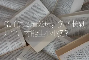 兔子怎么看公母，兔子长到几个月才能生小小兔？