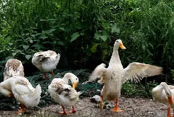 养鸭的实用技术