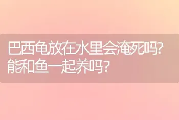 巴西龟放在水里会淹死吗?能和鱼一起养吗？