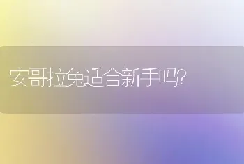 安哥拉兔适合新手吗？