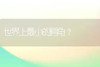 世界上最小的鳄龟？