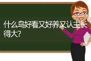 什么鸟好看又好养又认主长得大？