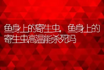 鱼身上的寄生虫，鱼身上的寄生虫高温能杀死吗