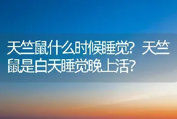 天竺鼠什么时候睡觉?天竺鼠是白天睡觉晚上活？