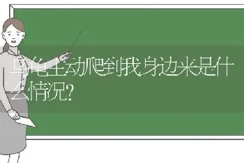 乌龟主动爬到我身边来是什么情况？