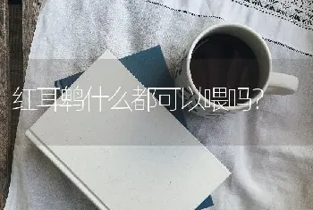 红耳鹎什么都可以喂吗？