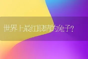 世界上最红眼睛的兔子？