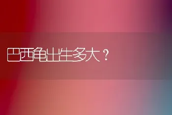 巴西龟出生多大？