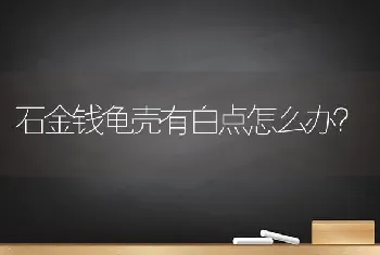 石金钱龟壳有白点怎么办？