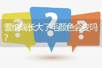 雪纳瑞长大了毛颜色会变吗？