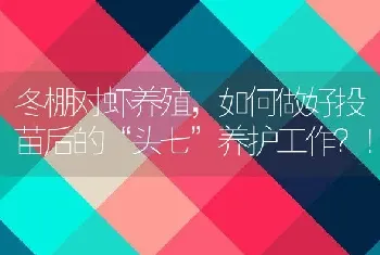 冬棚对虾养殖，如何做好投苗后的“头七”养护工作？！