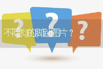 不同狗的脚趾图片？