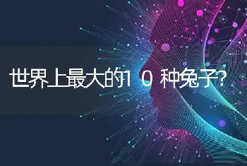 世界上最大的10种兔子？