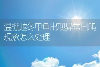 温棚越冬甲鱼出现异常出爬现象怎么处理