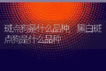 斑点狗是什么品种，黑白斑点狗是什么品种