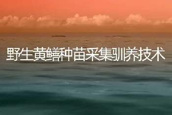 野生黄鳝种苗采集驯养技术