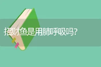 招财鱼是用肺呼吸吗？