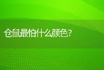 仓鼠最怕什么颜色？