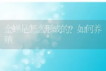 金蝉是怎么形成的？如何养殖