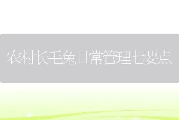 农村长毛兔日常管理七要点