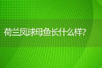 荷兰凤球母鱼长什么样？