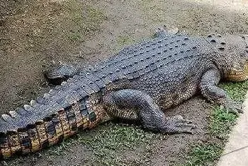 养鳄鱼赚钱吗？养鳄鱼前景及市场价格行情分析