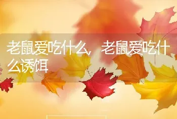 老鼠爱吃什么，老鼠爱吃什么诱饵