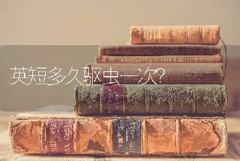 英短多久驱虫一次？