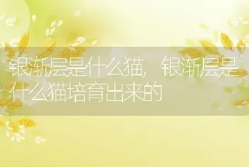 银渐层是什么猫，银渐层是什么猫培育出来的