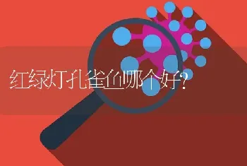 红绿灯孔雀鱼哪个好？