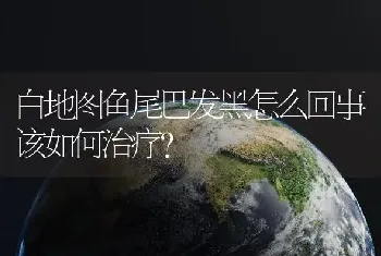 白地图鱼尾巴发黑怎么回事该如何治疗？