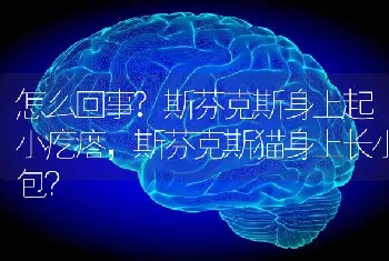 怎么回事?斯芬克斯身上起小疙瘩，斯芬克斯猫身上长小包？