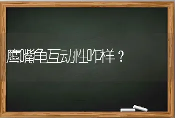 鹰嘴龟互动性咋样？