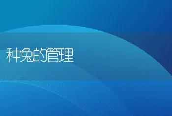 种兔的管理